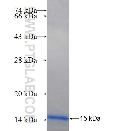 SH3GL1 fusion protein Ag25560 SDS-PAGE