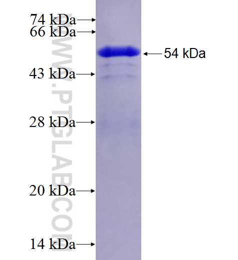 SH3TC2 fusion protein Ag27352 SDS-PAGE