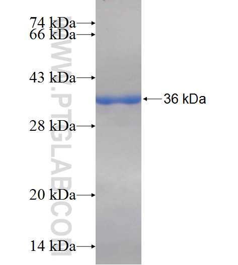 SHANK3 fusion protein Ag25897 SDS-PAGE