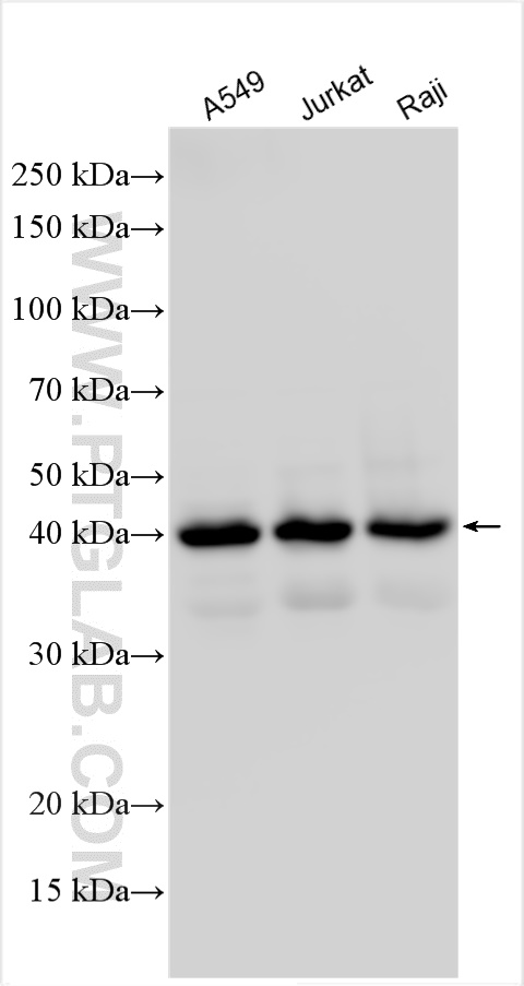 Western Blot (WB) analysis of various lysates using SHARPIN Polyclonal antibody (14626-1-AP)