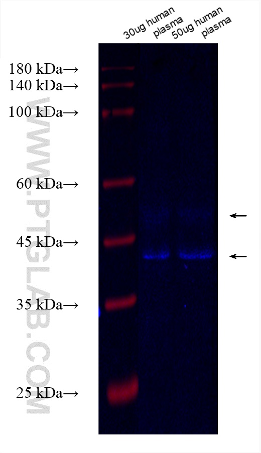 Western Blot (WB) analysis of human plasma using CoraLite® Plus 750-conjugated SHBG Recombinant ant (CL750-83096)