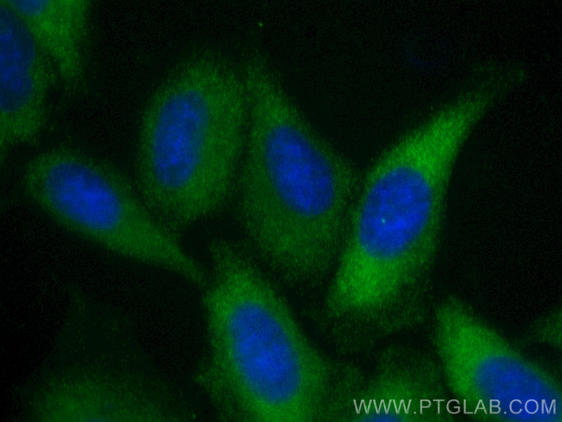 Immunofluorescence (IF) / fluorescent staining of HepG2 cells using CoraLite® Plus 488-conjugated SHC Polyclonal antib (CL488-12496)