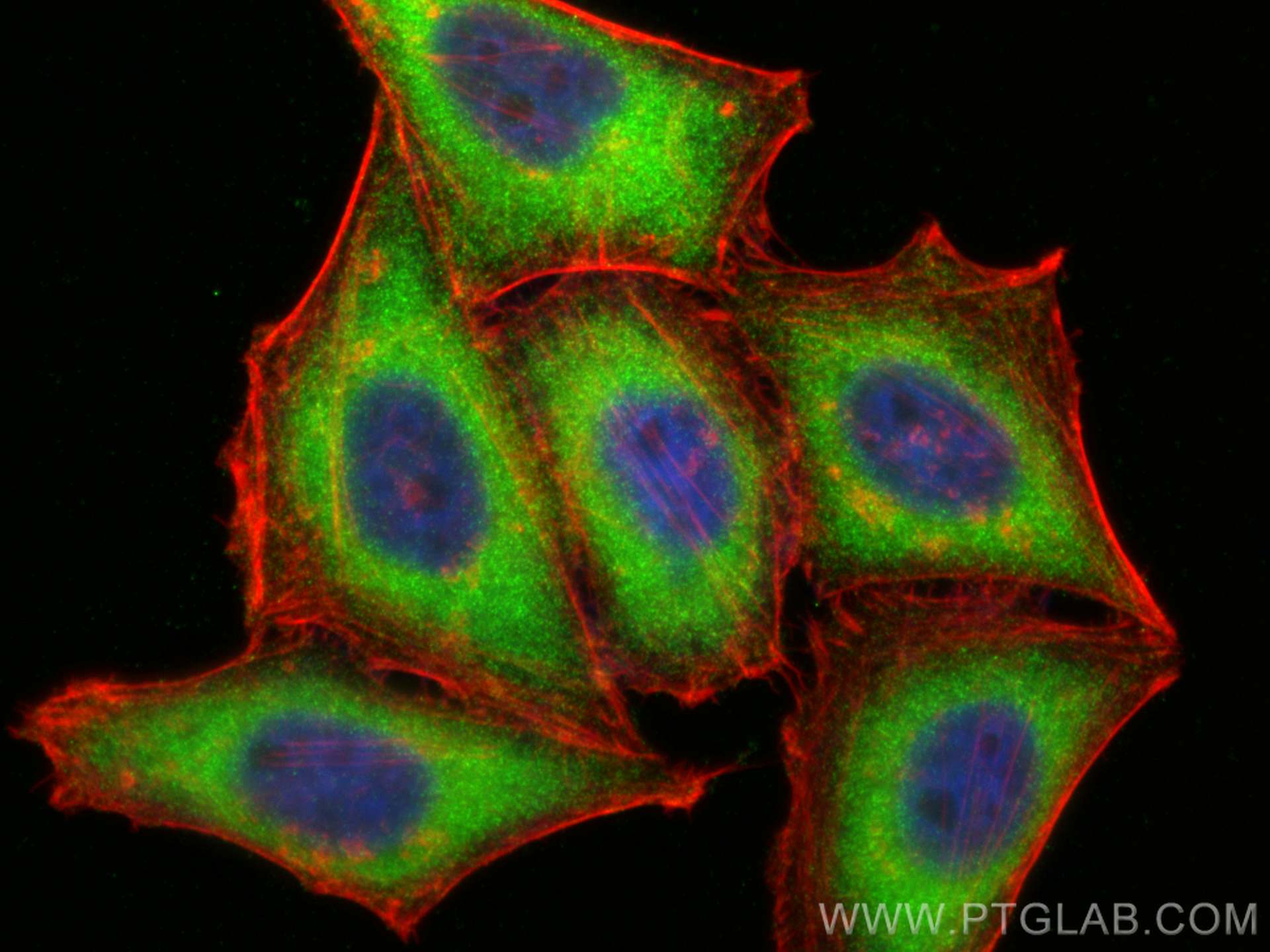 Immunofluorescence (IF) / fluorescent staining of HepG2 cells using SHC Polyclonal antibody (12496-1-AP)