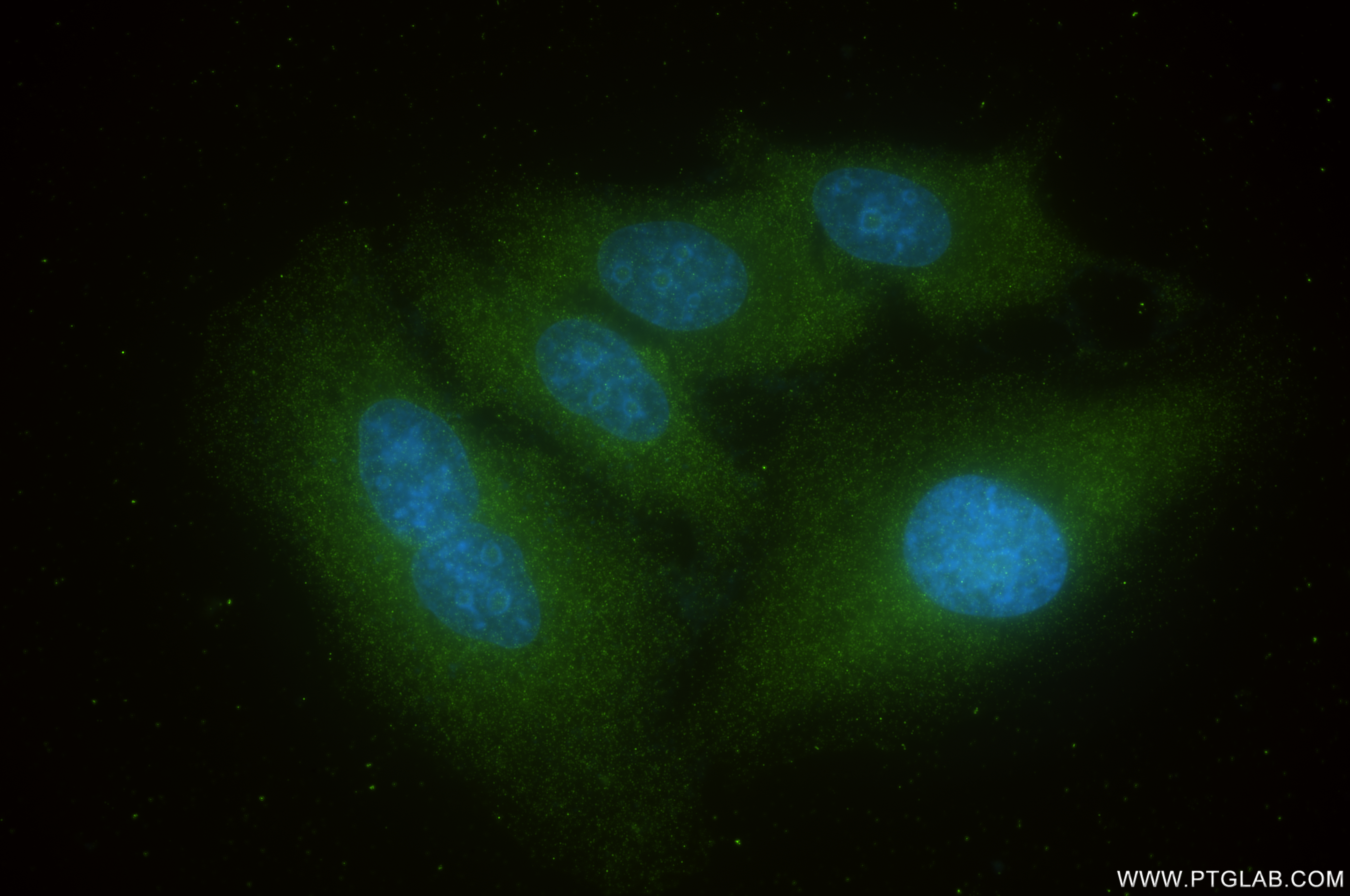 Immunofluorescence (IF) / fluorescent staining of HepG2 cells using SHMT1 Recombinant antibody (85758-5-RR)