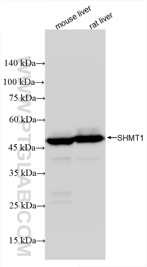 Western Blot (WB) analysis of various lysates using SHMT1 Recombinant antibody (85758-5-RR)