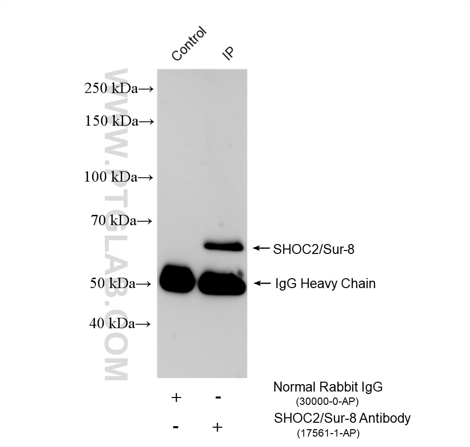 Immunoprecipitation (IP) experiment of U-251 cells using SHOC2/Sur-8 Polyclonal antibody (17561-1-AP)