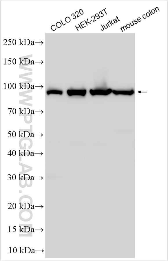 Western Blot (WB) analysis of various lysates using SIDT1 Polyclonal antibody (55352-1-AP)