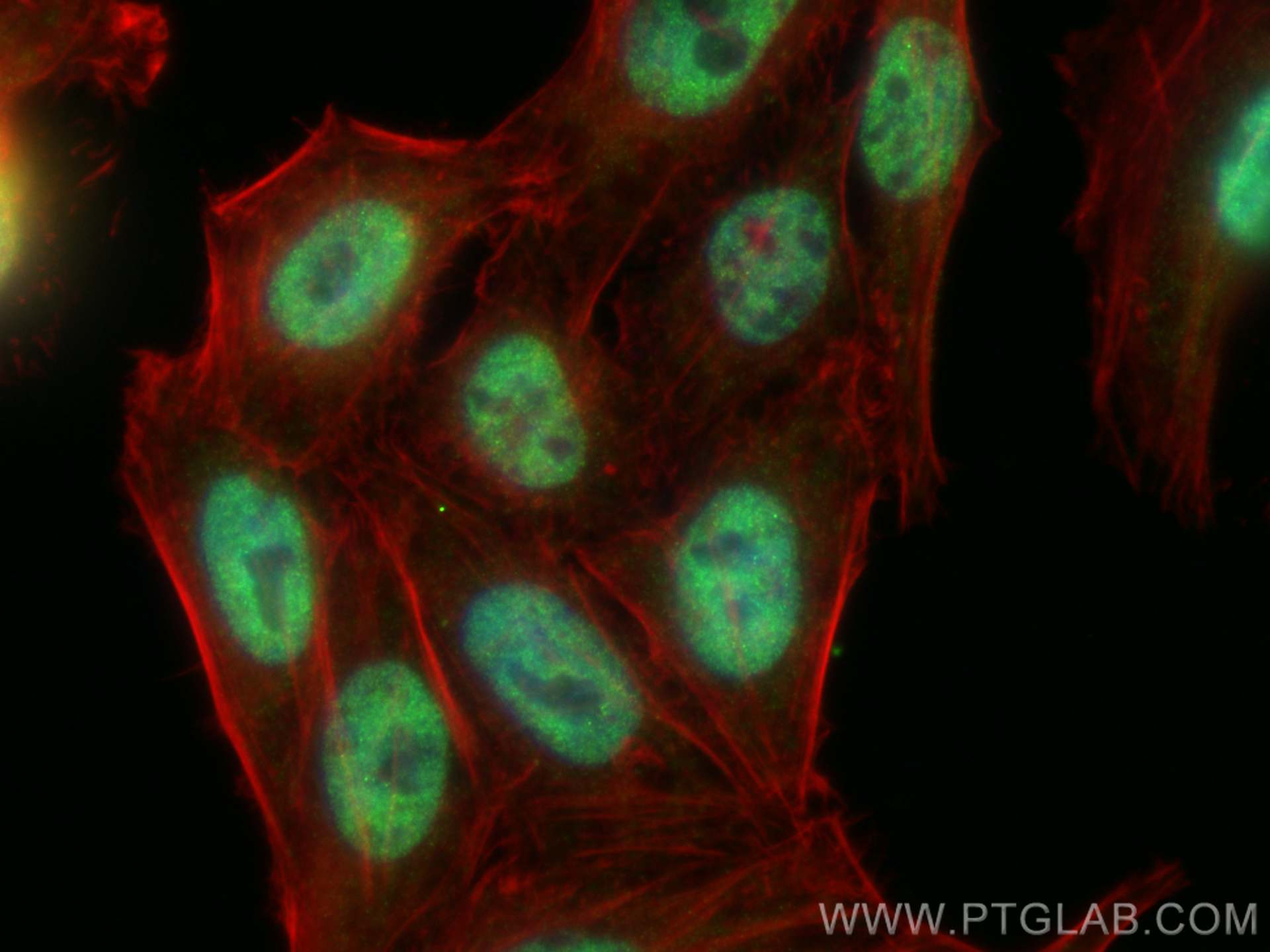 Immunofluorescence (IF) / fluorescent staining of HepG2 cells using SIN3A Polyclonal antibody (14638-1-AP)