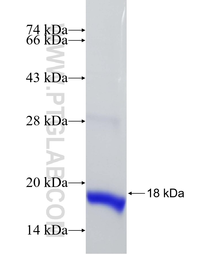 SIN3B fusion protein Ag26798 SDS-PAGE