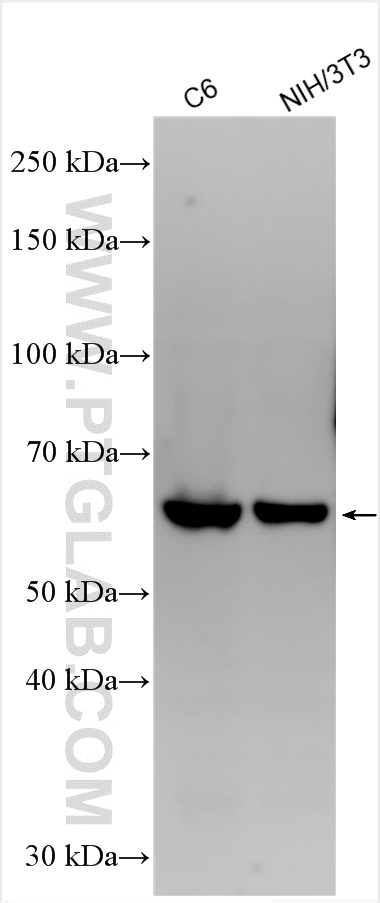 Western Blot (WB) analysis of various lysates using SIRP Alpha Polyclonal antibody (31485-1-AP)