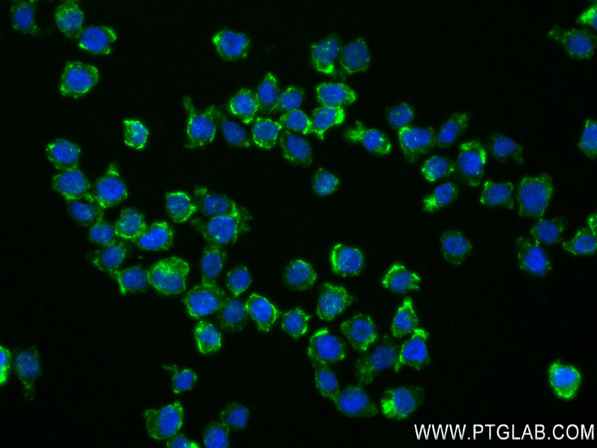 Immunofluorescence (IF) / fluorescent staining of THP-1 cells using SIRP Alpha/CD172a Recombinant antibody (83729-3-RR)