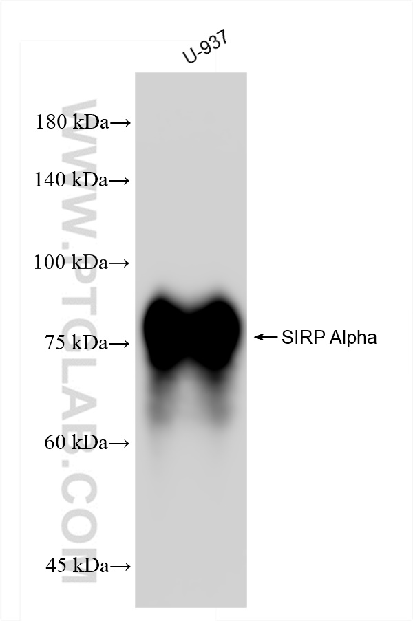 Western Blot (WB) analysis of U-937 cells using SIRP Alpha/CD172a Recombinant antibody (83729-5-RR)