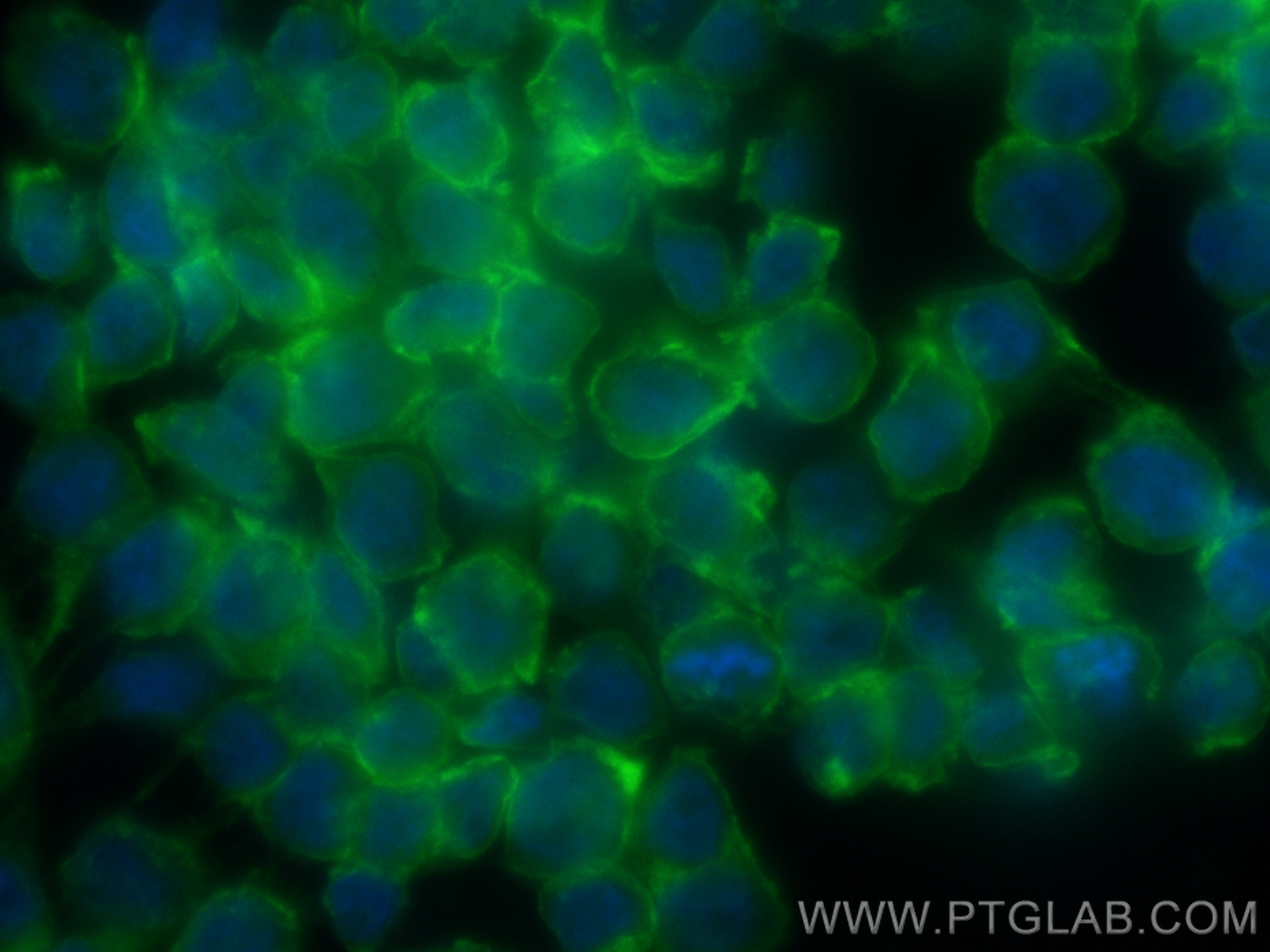 Immunofluorescence (IF) / fluorescent staining of THP-1 cells using CoraLite® Plus 488-conjugated SIRP Alpha/CD172a Re (CL488-83729-3)