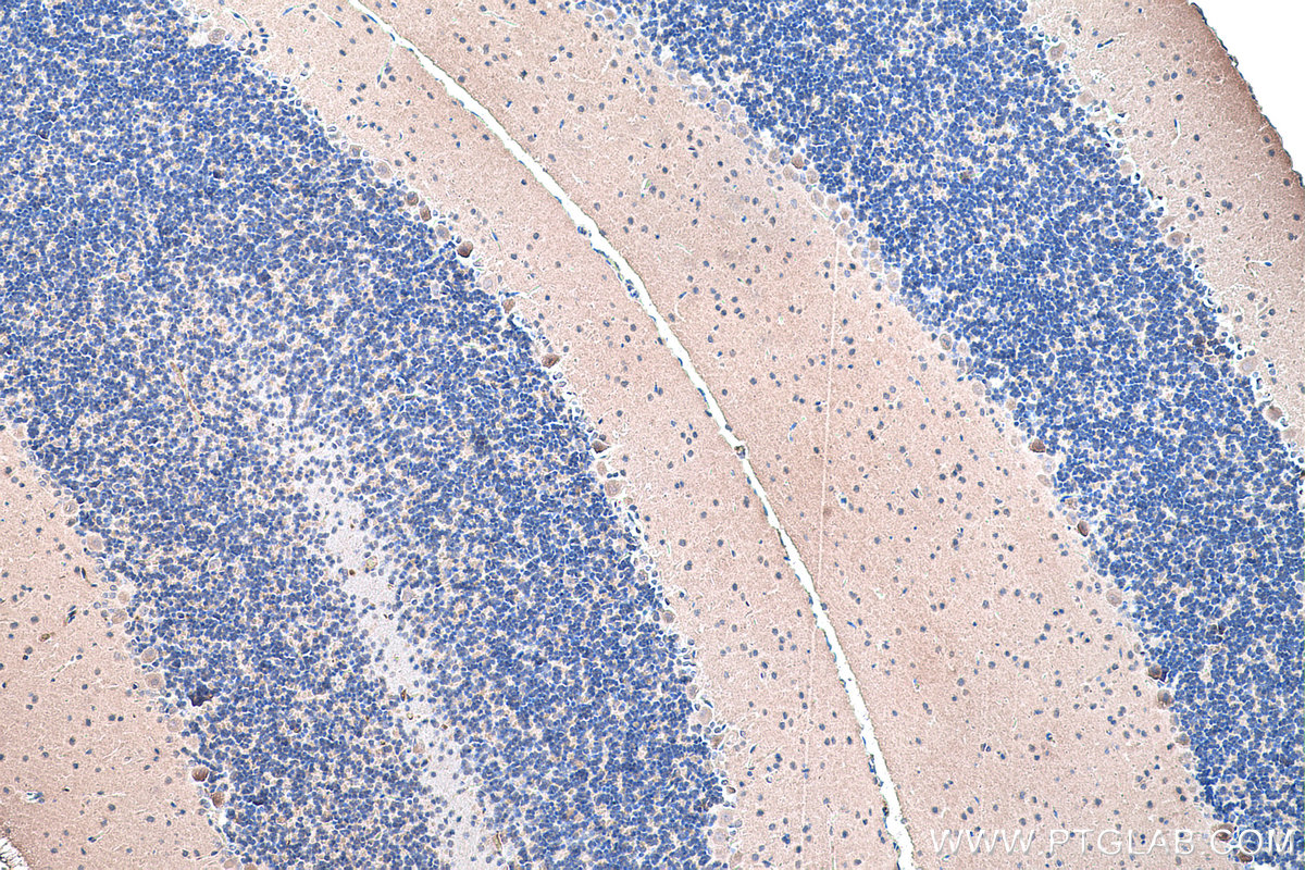 Immunohistochemistry (IHC) staining of rat cerebellum tissue using SIRP Alpha/CD172a Monoclonal antibody (67337-1-Ig)