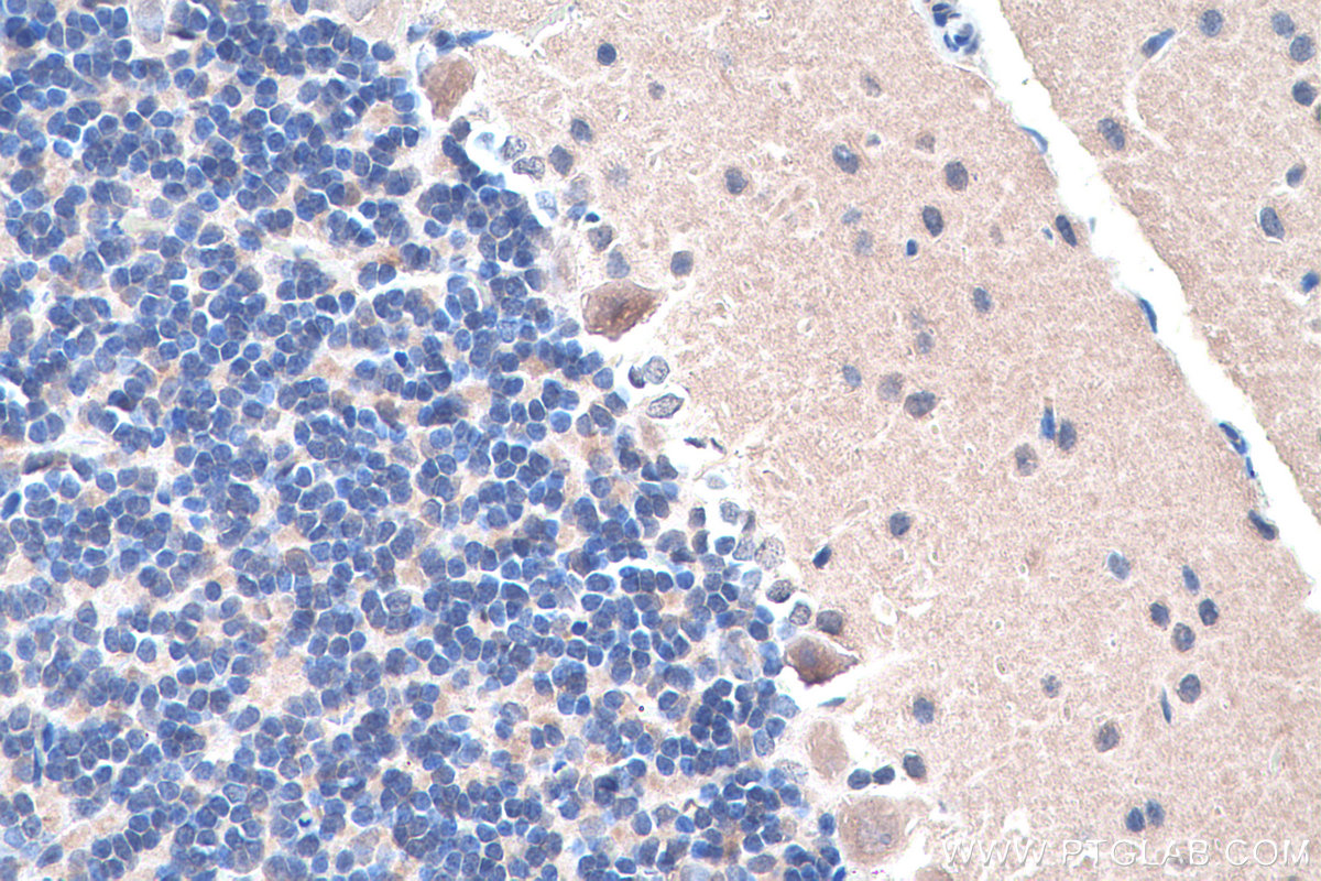 Immunohistochemistry (IHC) staining of rat cerebellum tissue using SIRP Alpha/CD172a Monoclonal antibody (67337-1-Ig)