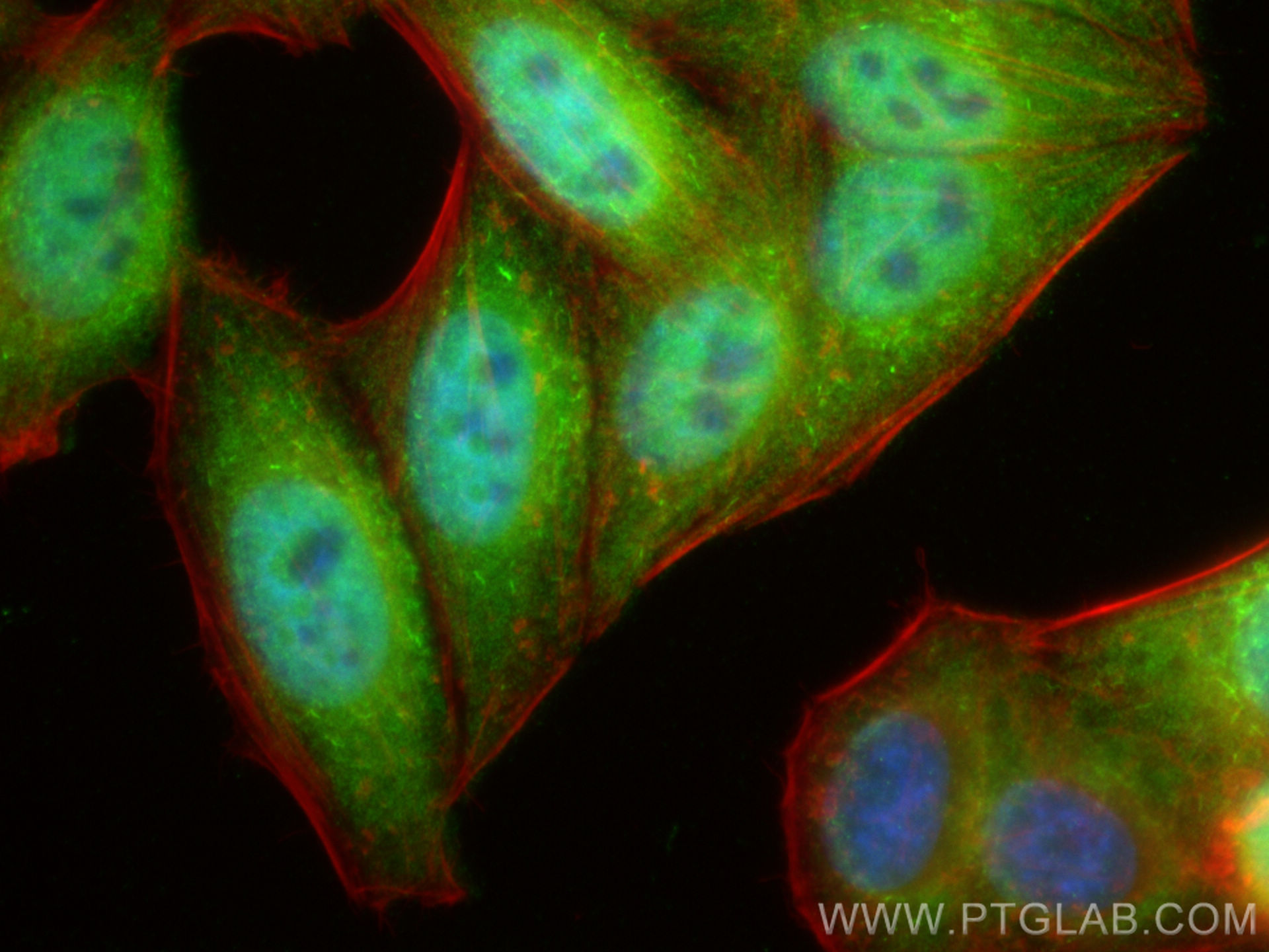 Immunofluorescence (IF) / fluorescent staining of HepG2 cells using SIRT1 Polyclonal antibody (13161-1-AP)