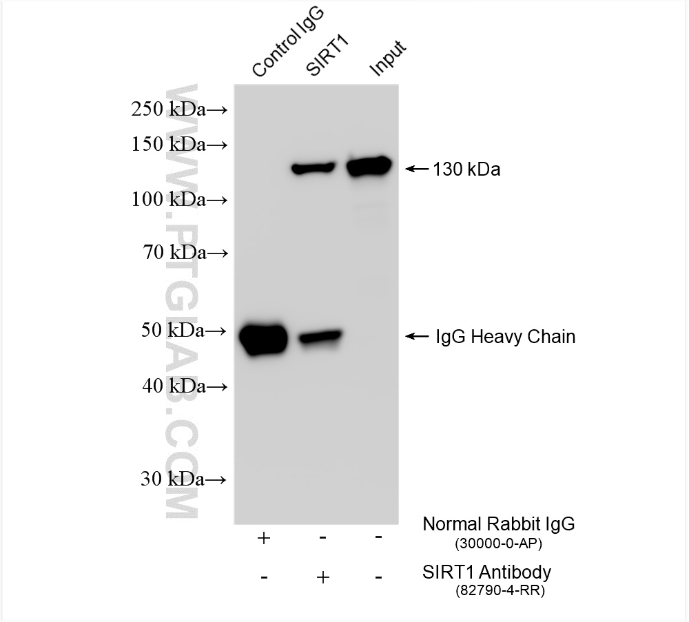 Immunoprecipitation (IP) experiment of HEK-293 cells using SIRT1  Recombinant antibody (82790-4-RR)