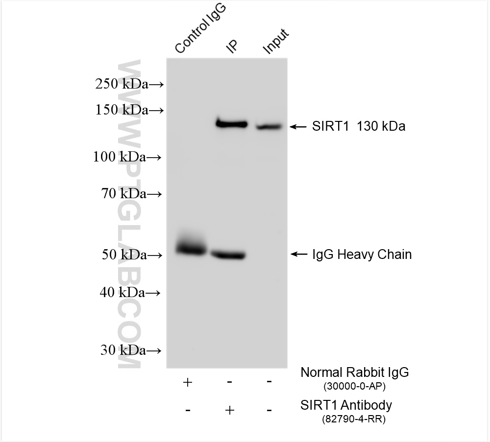 Immunoprecipitation (IP) experiment of HEK-293 cells using SIRT1  Recombinant antibody (82790-4-RR)