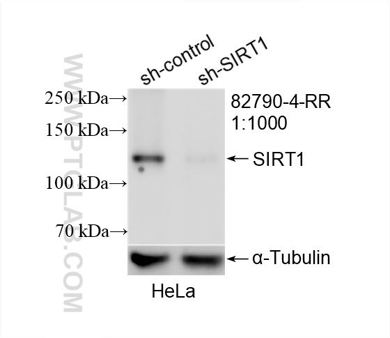 Western Blot (WB) analysis of HeLa cells using SIRT1  Recombinant antibody (82790-4-RR)