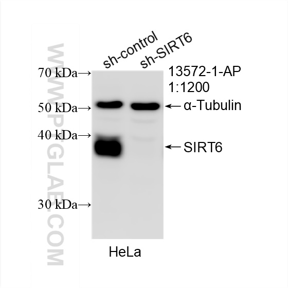 Western Blot (WB) analysis of HeLa cells using SIRT6 Polyclonal antibody (13572-1-AP)