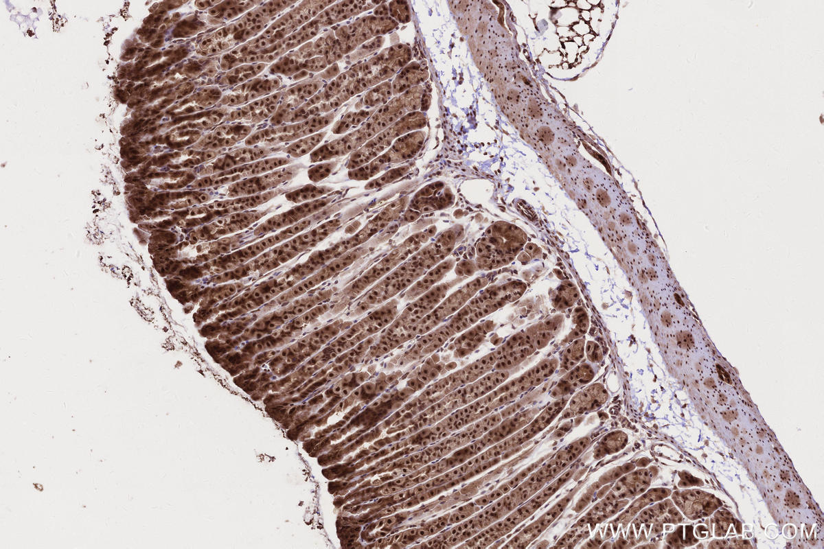 Immunohistochemistry (IHC) staining of mouse stomach tissue using SIRT6 Polyclonal antibody (28677-1-AP)