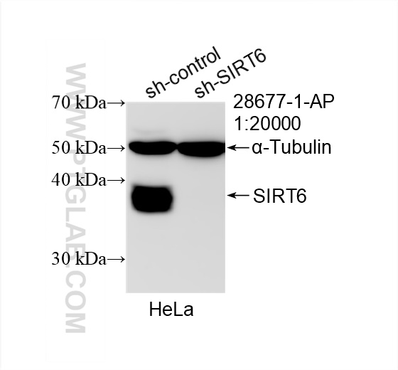 Western Blot (WB) analysis of HeLa cells using SIRT6 Polyclonal antibody (28677-1-AP)