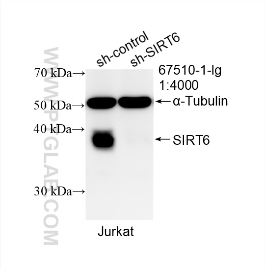 Western Blot (WB) analysis of Jurkat cells using SIRT6 Monoclonal antibody (67510-1-Ig)