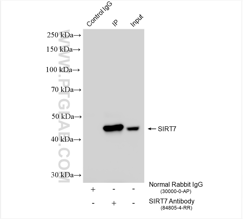 Immunoprecipitation (IP) experiment of HEK-293T cells using SIRT7 Recombinant antibody (84805-4-RR)