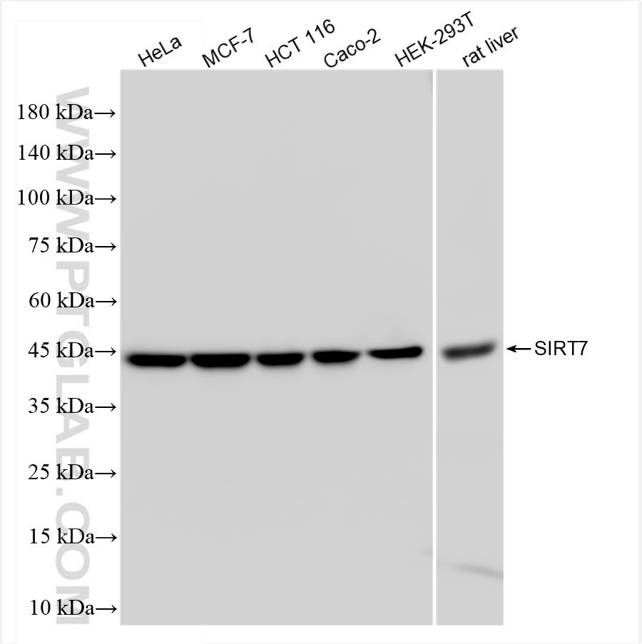 Western Blot (WB) analysis of various lysates using SIRT7 Recombinant antibody (84805-4-RR)