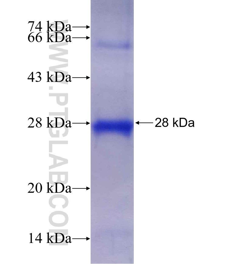 SIRT7 fusion protein Ag29149 SDS-PAGE