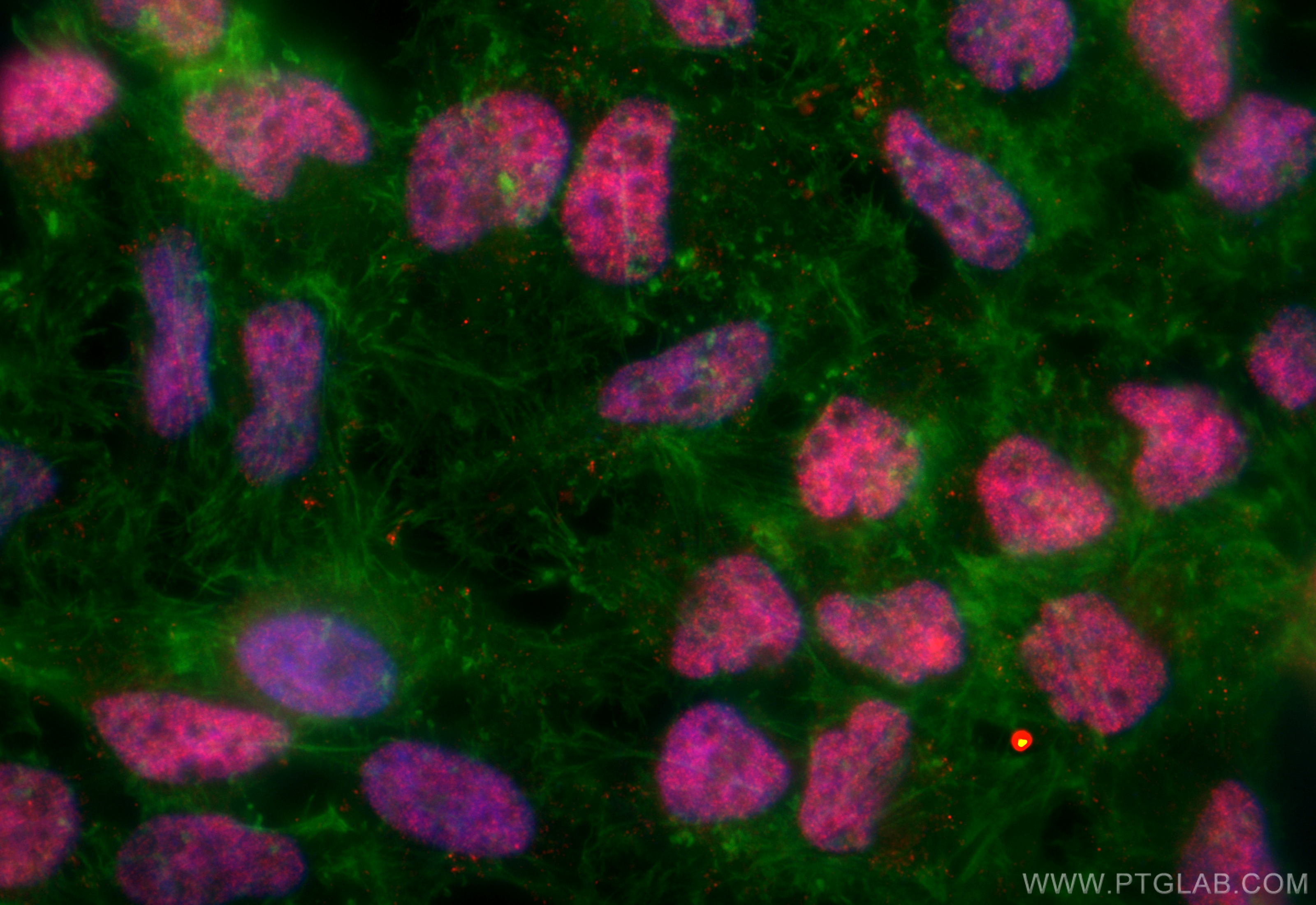 Immunofluorescence (IF) / fluorescent staining of HeLa cells using CoraLite®594-conjugated SIX2 Monoclonal antibody (CL594-66347)