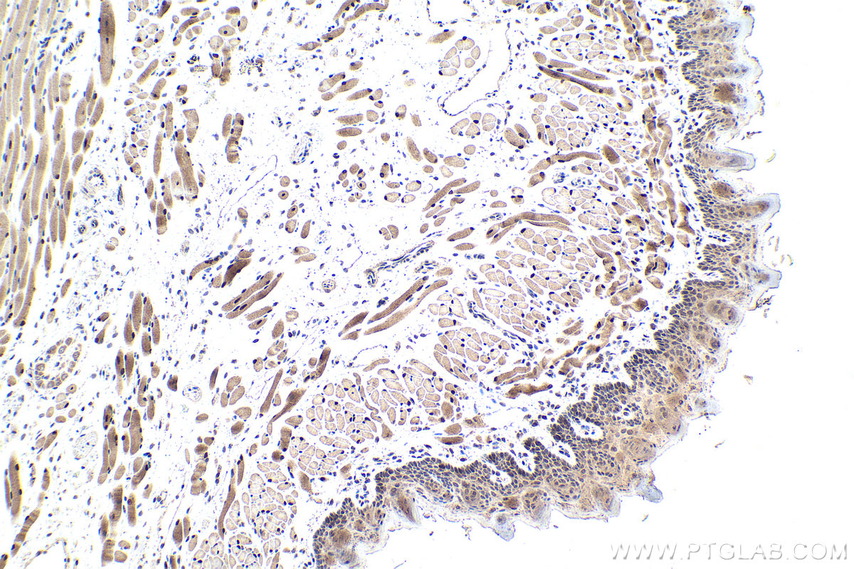 Immunohistochemistry (IHC) staining of mouse tongue tissue using SIX4 Polyclonal antibody (21305-1-AP)