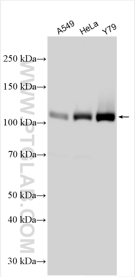 Western Blot (WB) analysis of various lysates using SIX5 Polyclonal antibody (22938-1-AP)