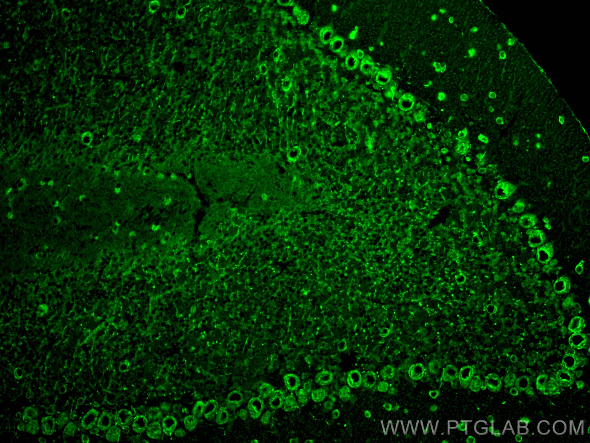 Immunofluorescence (IF) / fluorescent staining of mouse cerebellum tissue using SKOR2 Polyclonal antibody (55370-1-AP)