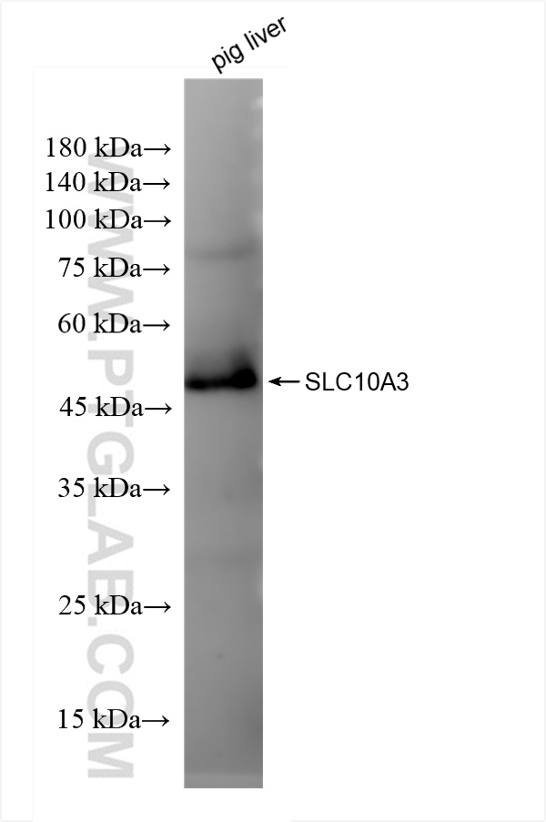 Western Blot (WB) analysis of pig liver tissue using SLC10A3 Recombinant antibody (84843-1-RR)