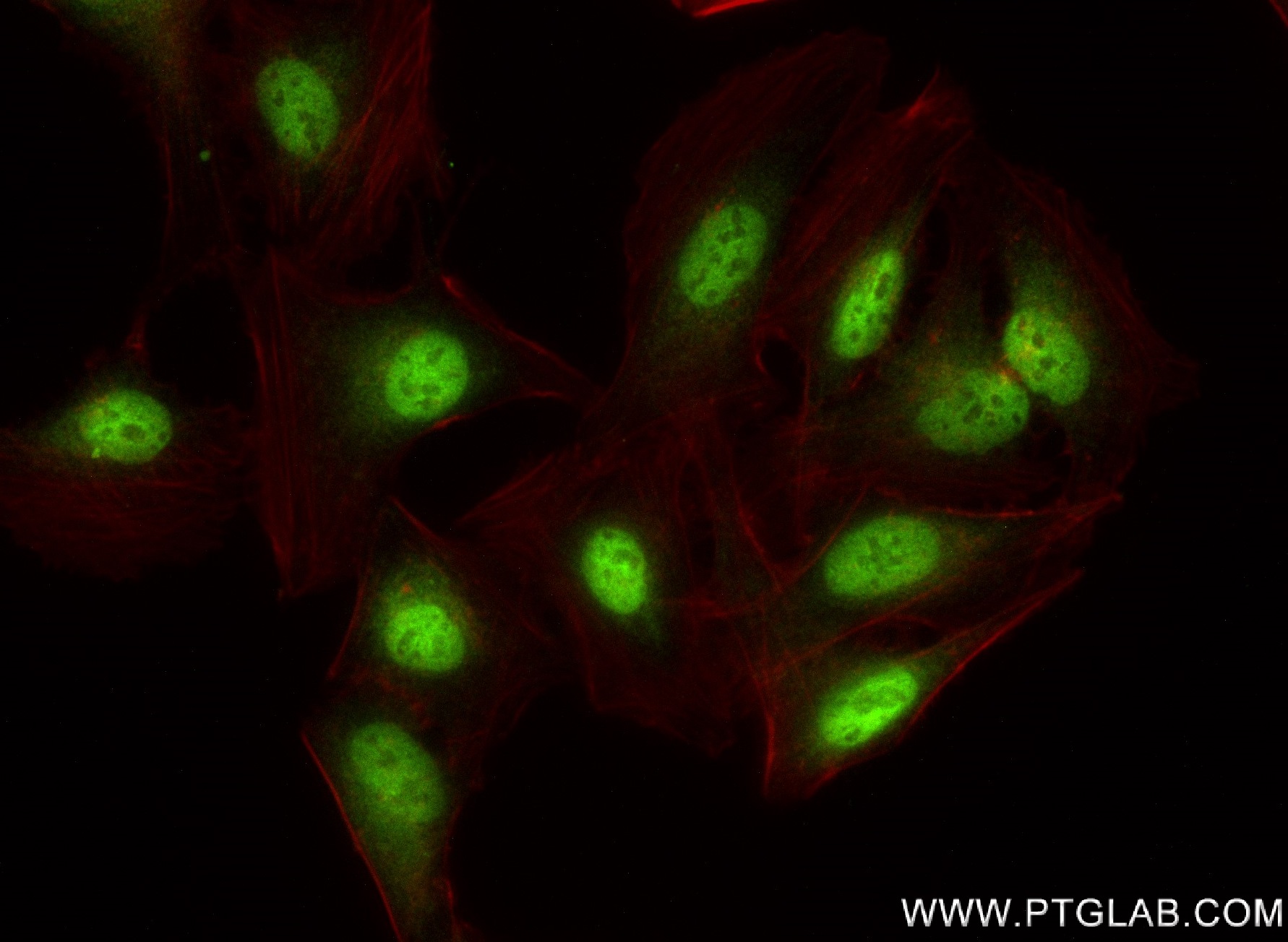 Immunofluorescence (IF) / fluorescent staining of U2OS cells using SLC12A8 Recombinant antibody (83225-2-RR)