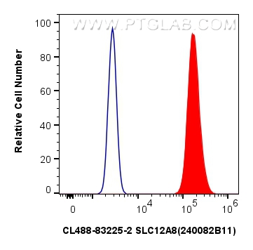 Flow cytometry (FC) experiment of U-251 cells using CoraLite® Plus 488-conjugated SLC12A8 Recombinant  (CL488-83225-2)