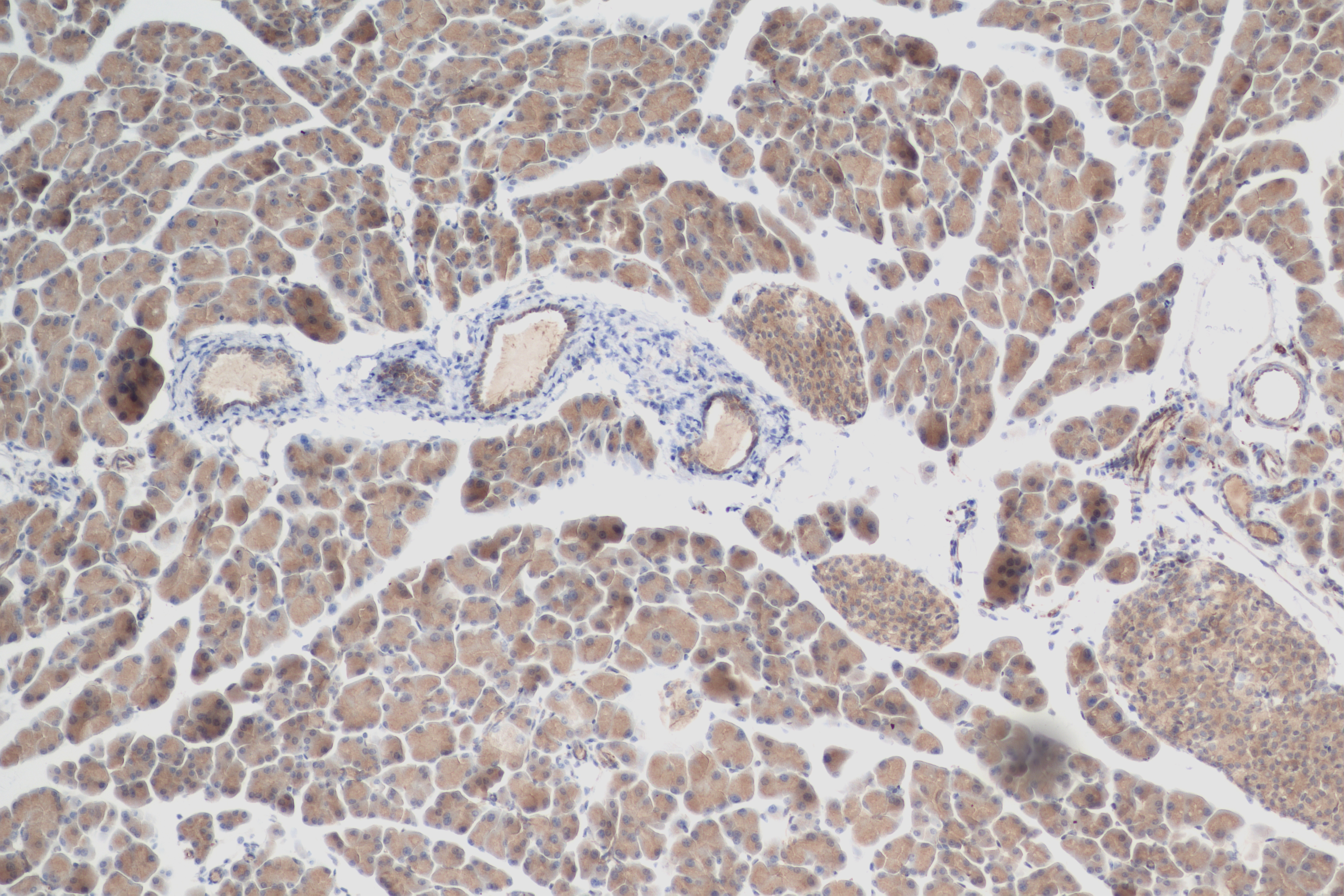 Immunohistochemistry (IHC) staining of mouse pancreas tissue using SLC17A9 Recombinant antibody (83505-1-RR)