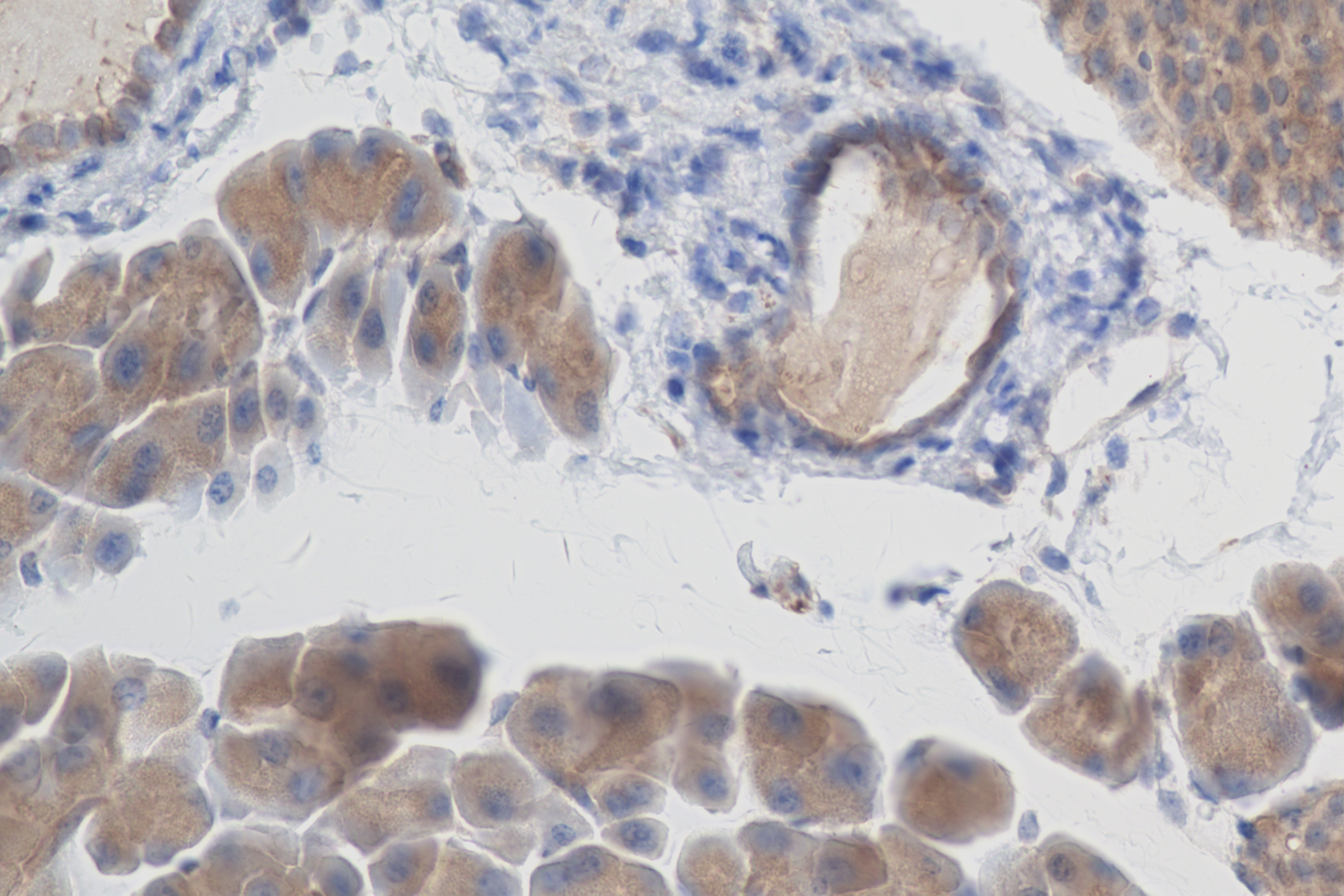 Immunohistochemistry (IHC) staining of mouse pancreas tissue using SLC17A9 Recombinant antibody (83505-1-RR)