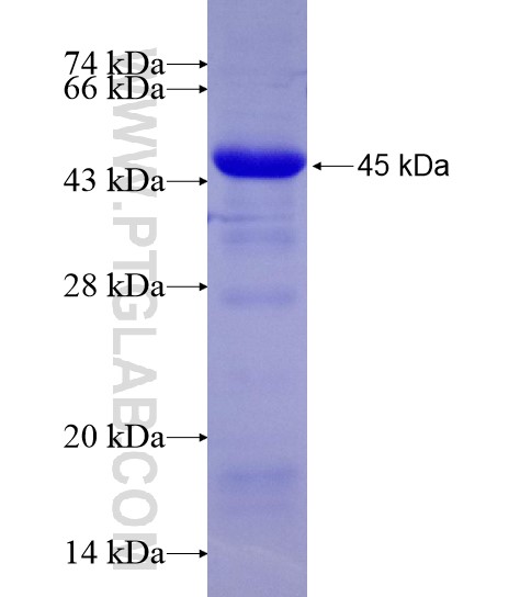 SLC20A1 fusion protein Ag28848 SDS-PAGE