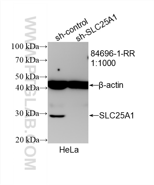 Western Blot (WB) analysis of HeLa cells using SLC25A1 Recombinant antibody (84696-1-RR)