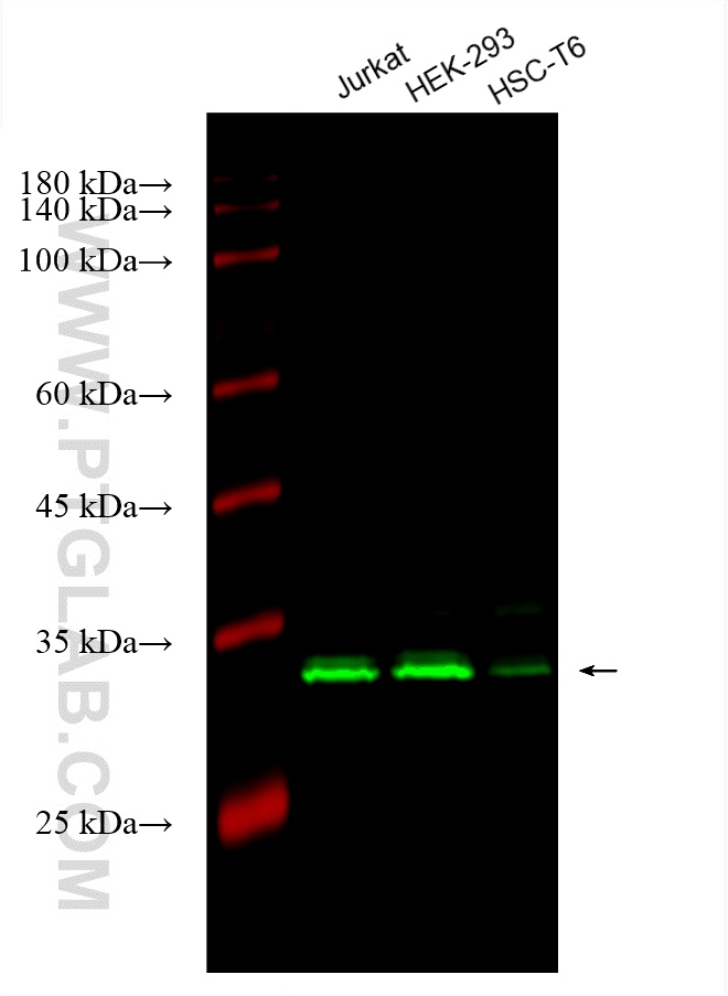 Western Blot (WB) analysis of various lysates using CoraLite® Plus 488-conjugated SLC25A1 Monoclonal a (CL488-66771)