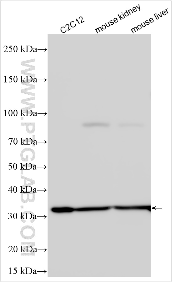 Western Blot (WB) analysis of various lysates using SLC25A40 Polyclonal antibody (20615-1-AP)