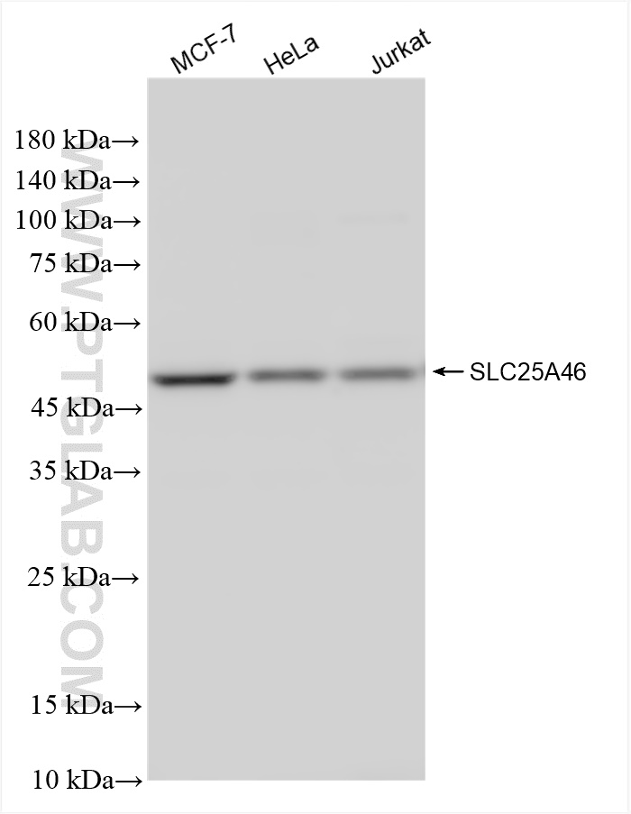 SLC25A46