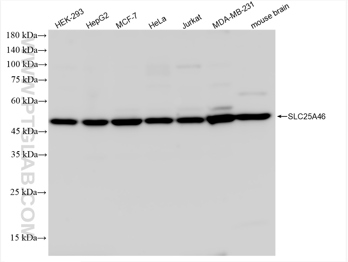 Western Blot (WB) analysis of various lysates using SLC25A46 Recombinant antibody (83360-2-RR)