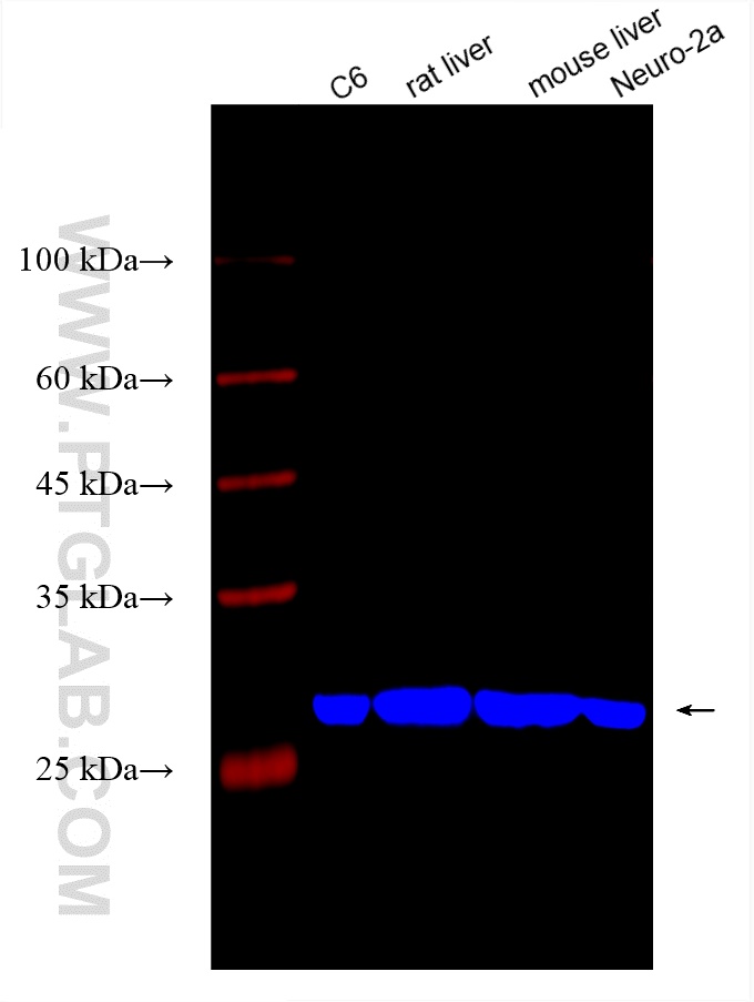 Western Blot (WB) analysis of various lysates using CoraLite® Plus 750-conjugated SLC25A5 Recombinant  (CL750-83104)