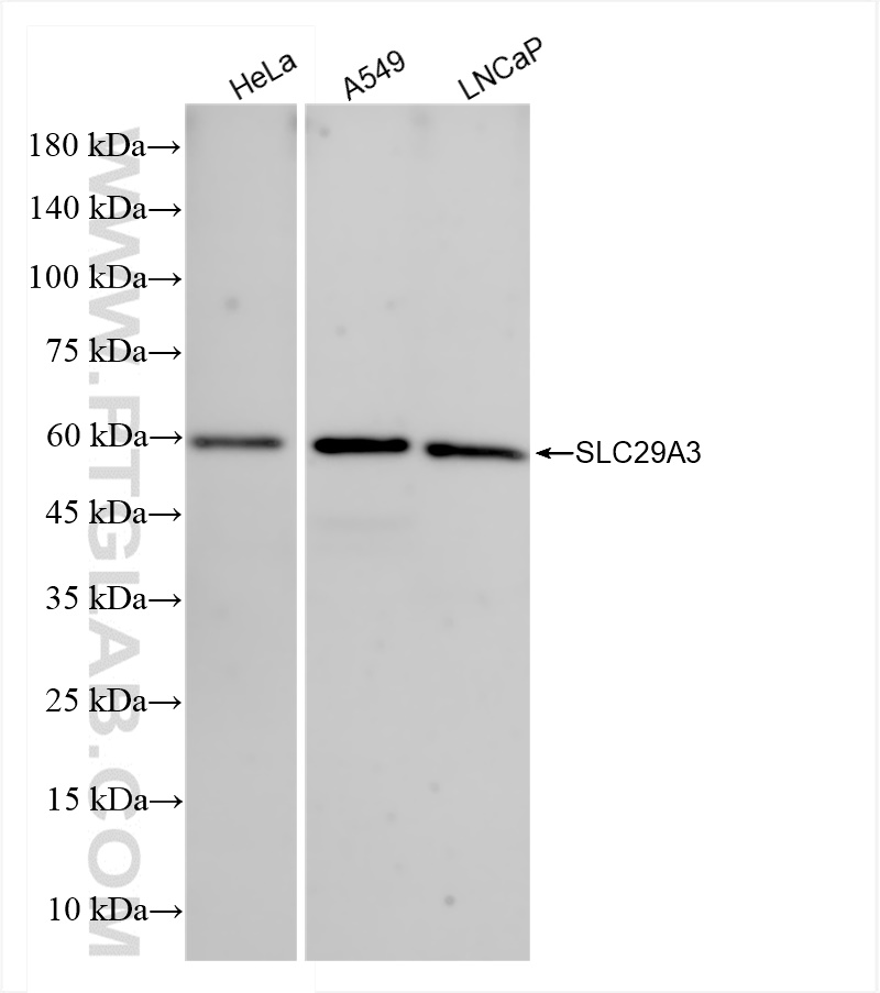 Western Blot (WB) analysis of various lysates using SLC29A3 Recombinant antibody (83036-3-RR)