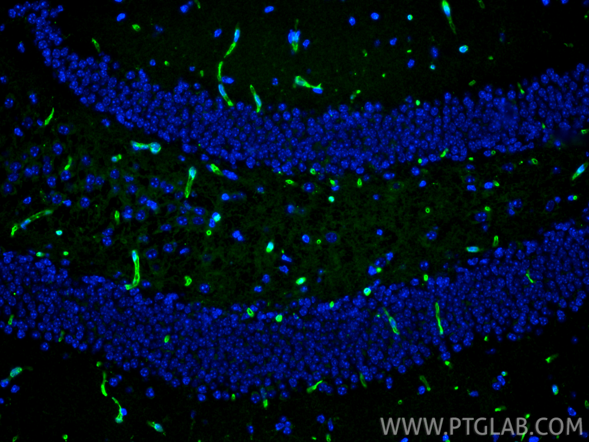 Immunofluorescence (IF) / fluorescent staining of mouse brain tissue using GLUT1 Polyclonal antibody (21829-1-AP)