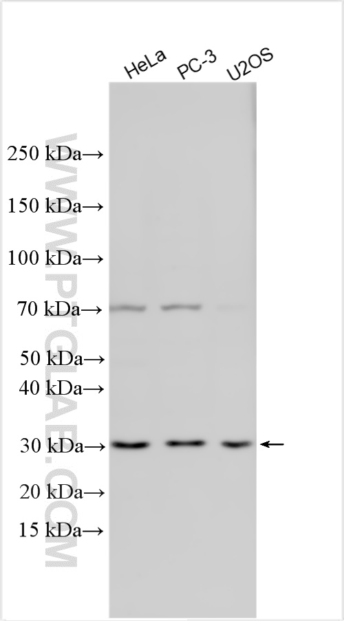 Western Blot (WB) analysis of various lysates using SLC2A4RG Polyclonal antibody (31429-1-AP)