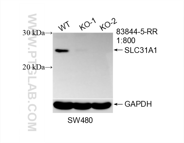 Western Blot (WB) analysis of SW480 cells using SLC31A1 Recombinant antibody (83844-5-RR)